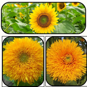 Sunflower Seeds