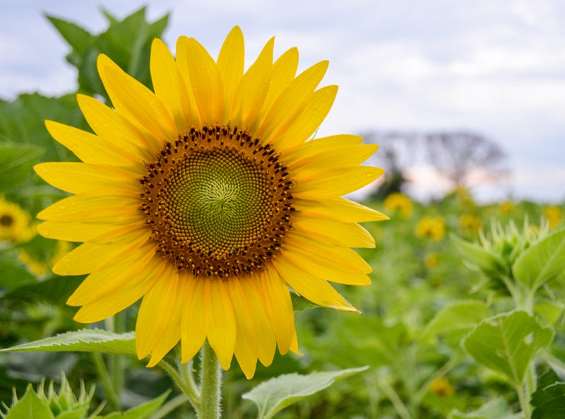 Sunflowers,Garden.,Sunflowers,Have,Abundant,Health,Benefits.,Sunflower,Oil,Improves