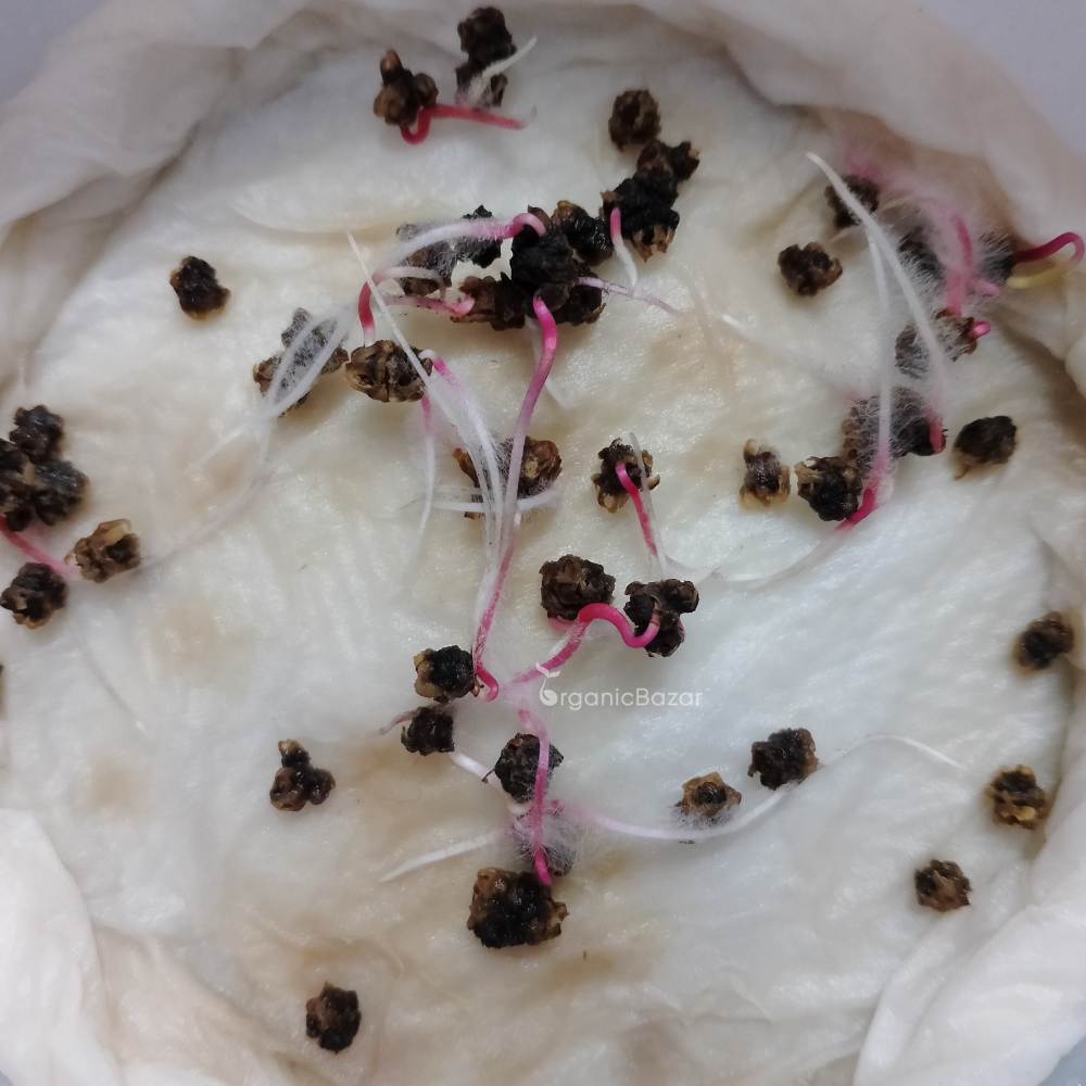 Swiss Chard Seeds Hybrid, Best for home gardeners