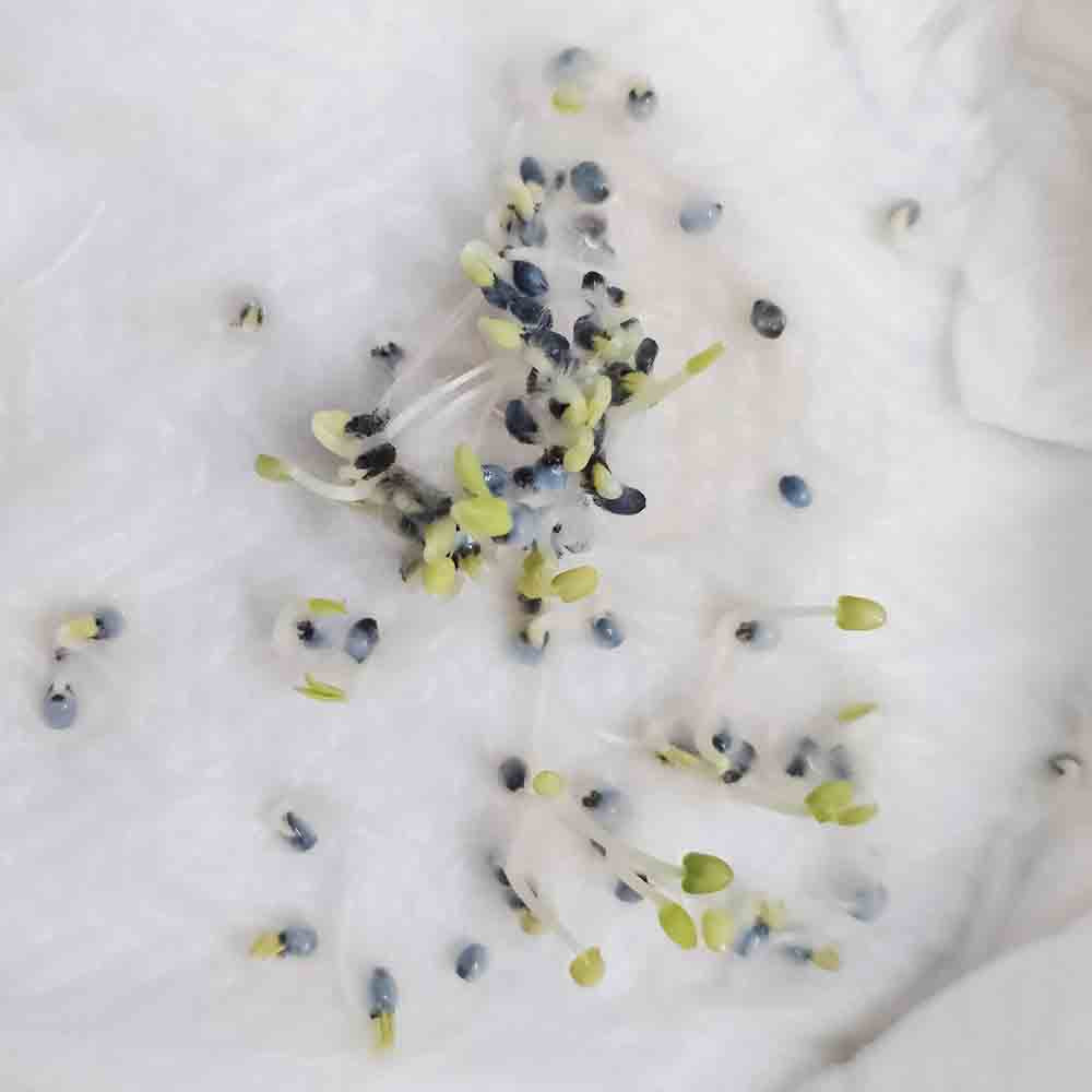 Thai Basil Seeds