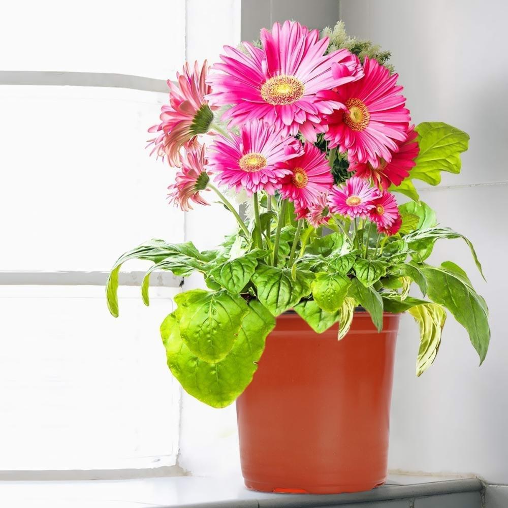 Thermoform Pot 6 Inch Terracotta Color (3)