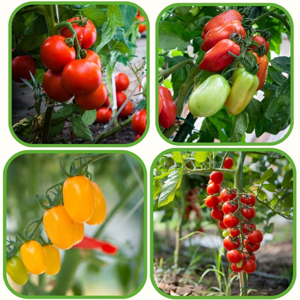 4 Popular Varieties Tomato Seeds Combo Pack