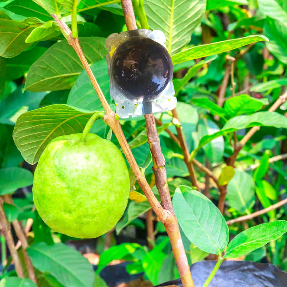 Transparent Root Ball Guava Plant