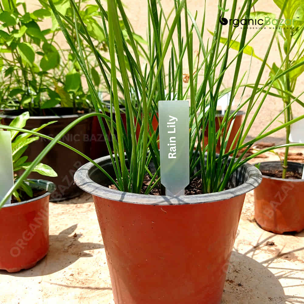 Transparent Plant Tag Rain lily