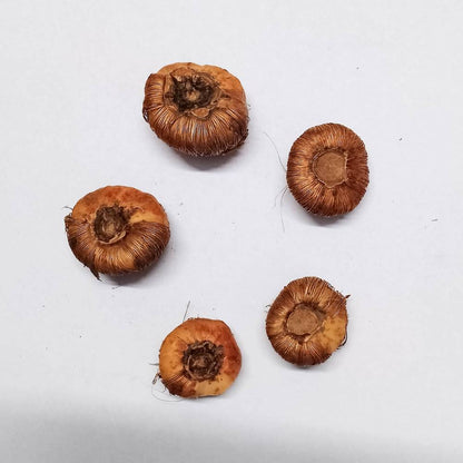 Tritonia Mixed Color Flower Bulbs