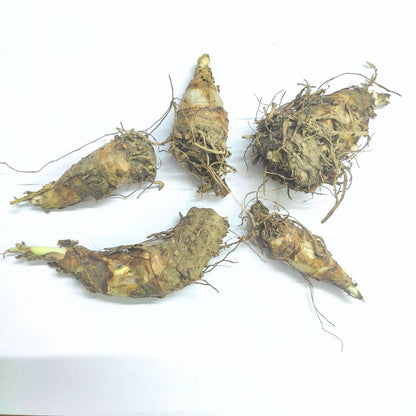 Tuberose Double White Flower Bulbsose