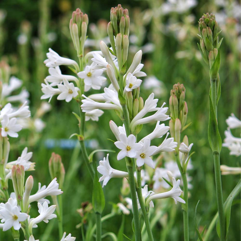 Tuberose Double White Flower Bulbs