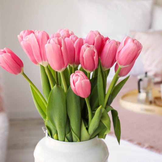 Tulip Big Love (Pink) Flower Bulbs