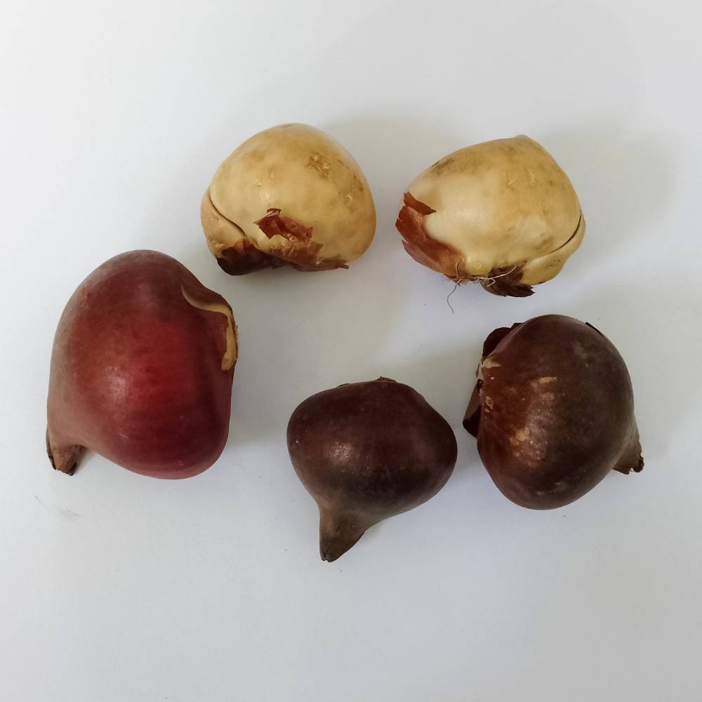 Tulip Doberman (Black Purple) Flower Bulbs