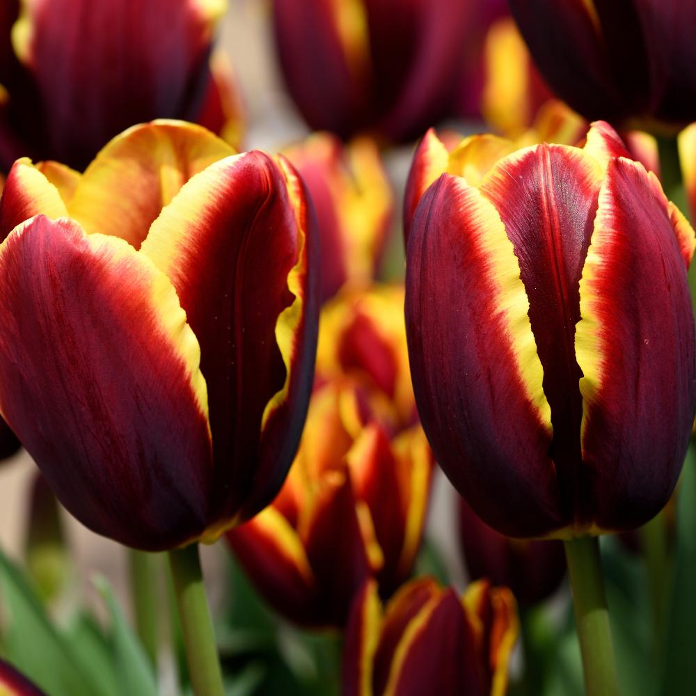 Tulip Doberman (Black Purple) Flower Bulbs