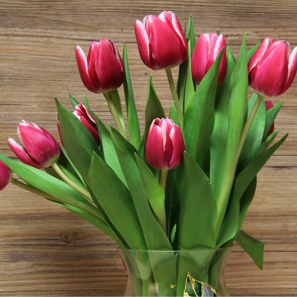 Tulip Fostery King (Red) Flower Bulbs