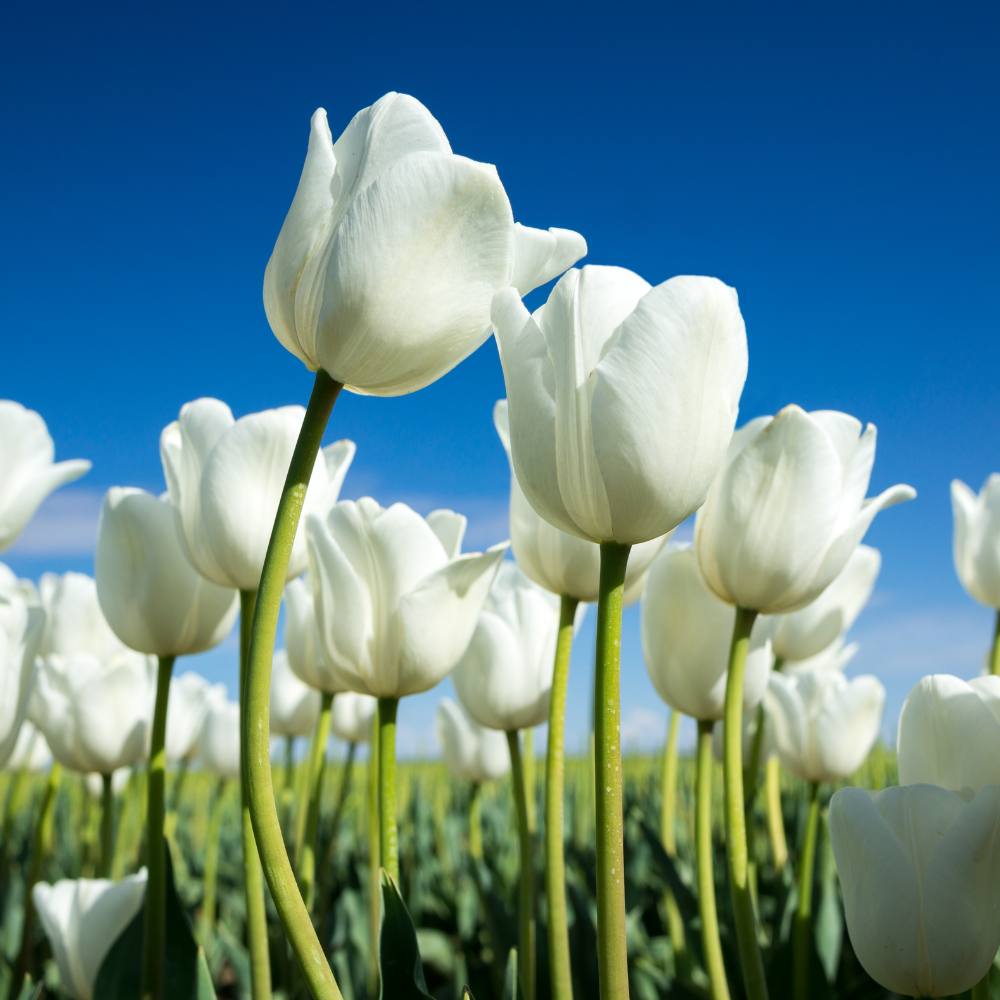 Buy Best Quality Tulip White Marvel Flower Bulbs Online - Organicbazar