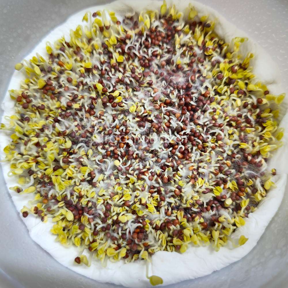 Turnip Microgreen Seeds