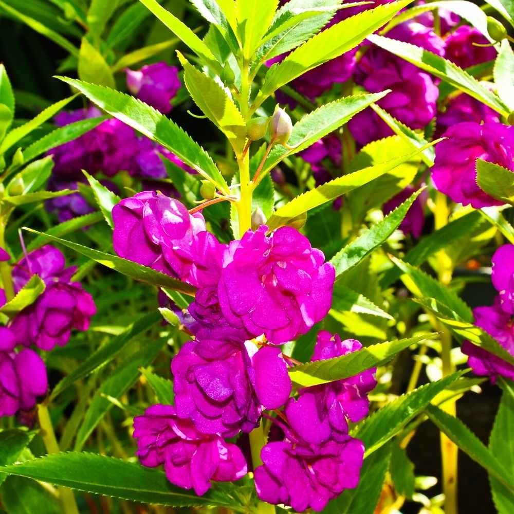 Balsam Bush Purple Seeds