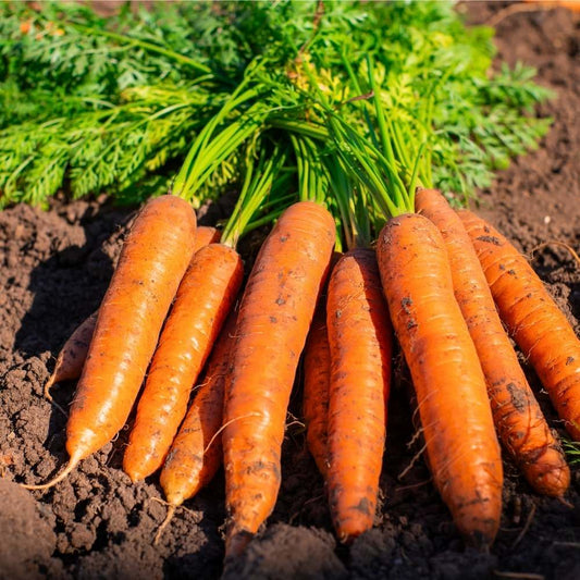 Organic Carrot Orange Seeds For Home Gardening