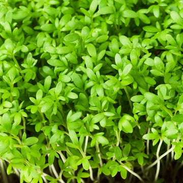 Cress Imported Seeds