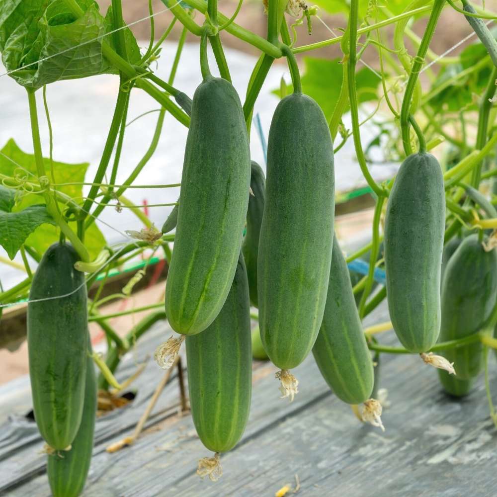 Cucumber (Kheera) Hybrid Seeds