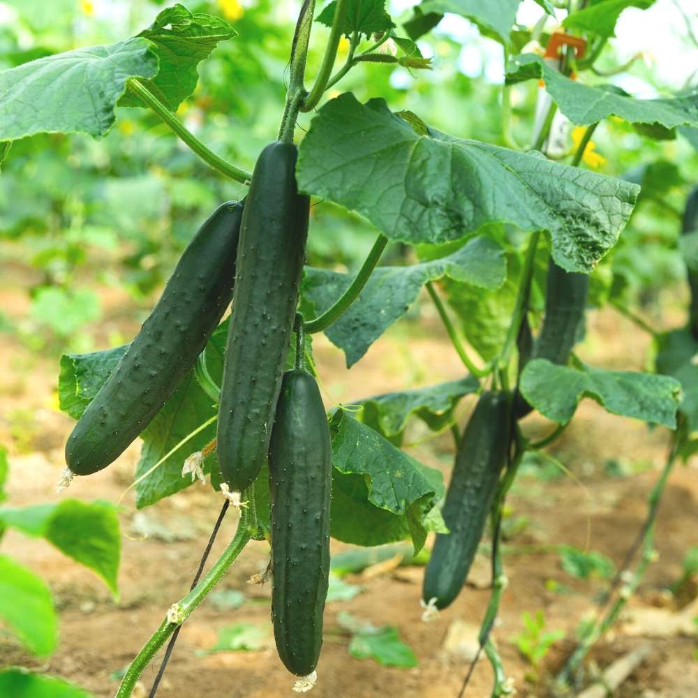 Cucumber F1 American Black Hybrid Seeds