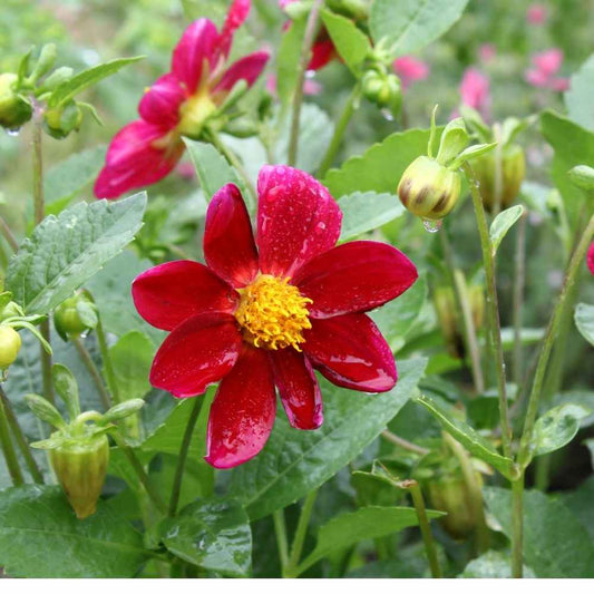 Dahlia Variabillis Top Star Beauty Mix Seeds