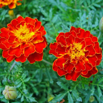 French Marigold Double Scarlet Red Seeds