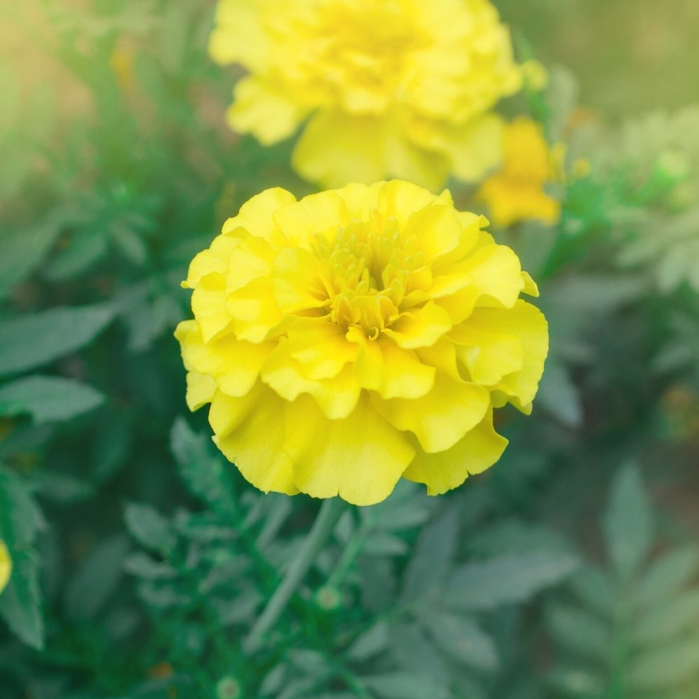 French Marigold Double Yellow Seeds
