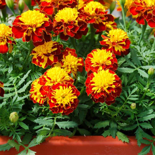 buy best quality French marigold seeds online