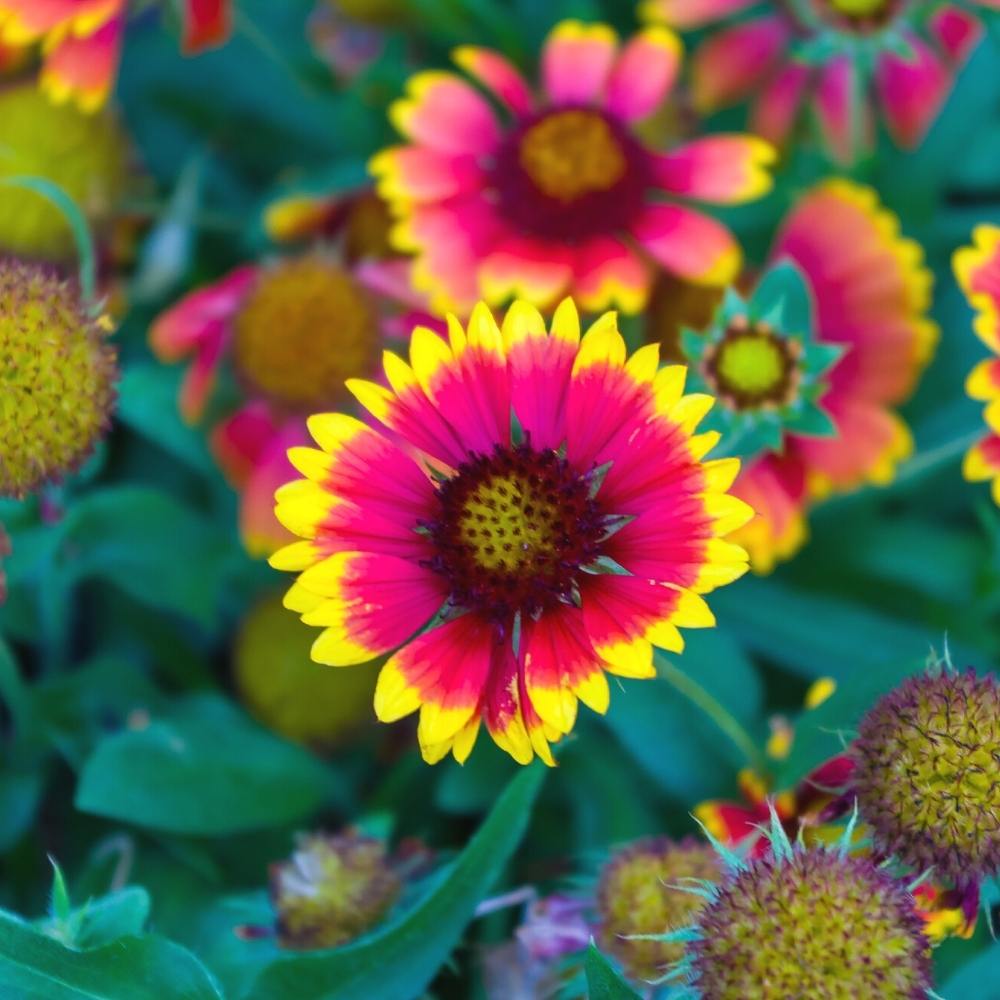 Gaillardia Aristata Mix Seeds (200 Seeds) Easy To Grow, High Germination, Perfect for pots, balconies, or Terrace gardens