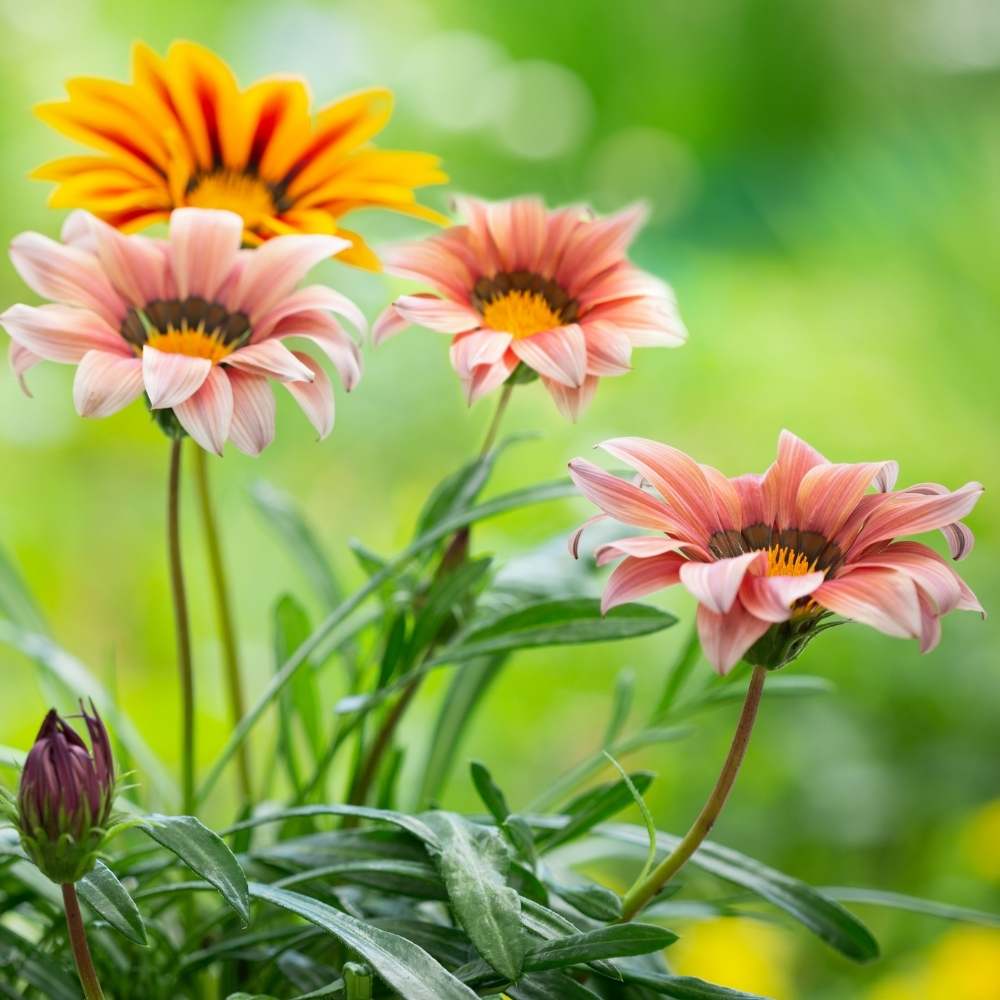 Gazania Star Light Dwarf Seeds