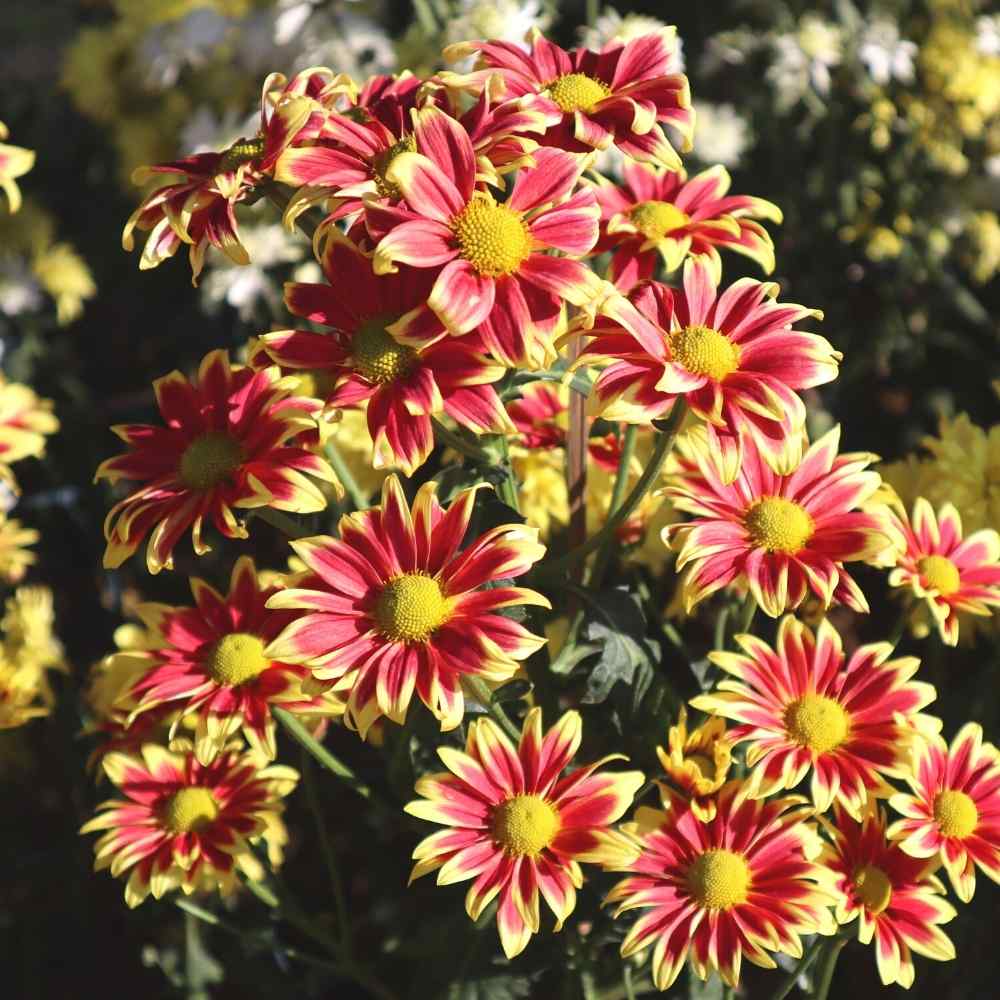 Gazania Sunshine Hybrids Mix Seeds