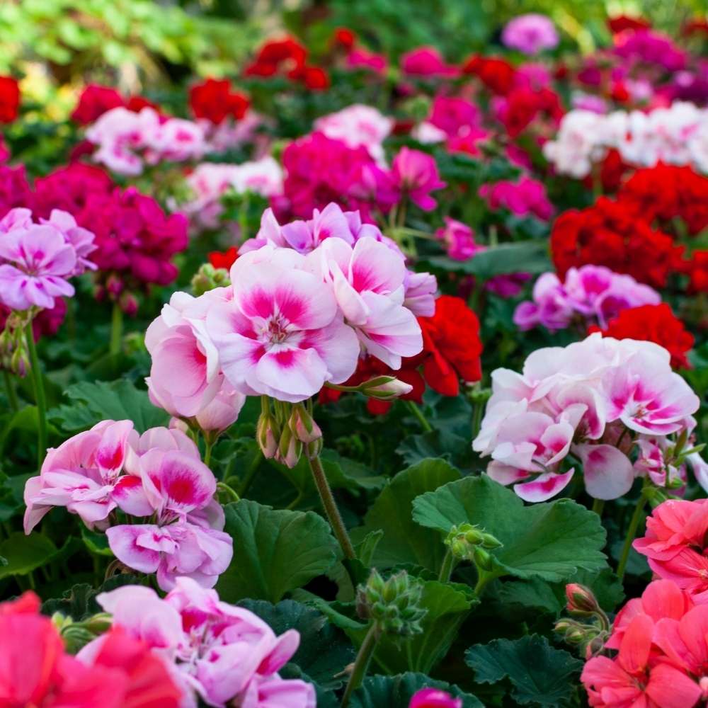 Geranium Mix Seeds