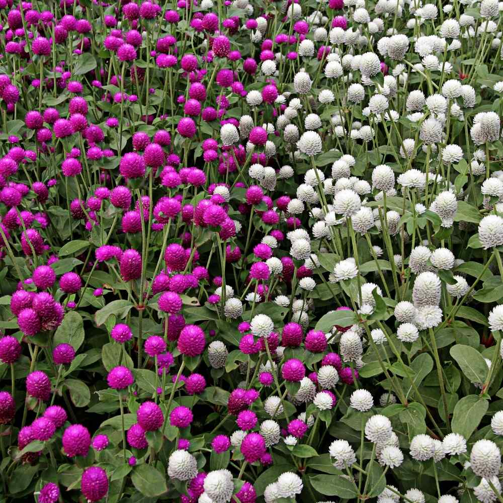 Gomphrena Choice Mixed Seeds