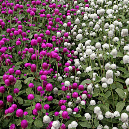 Gomphrena Choice Mixed Seeds