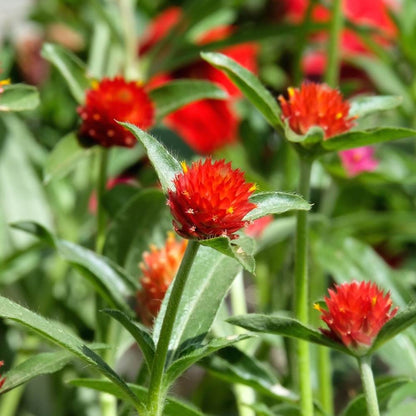 Gomphrena Strawberry Fields Seeds