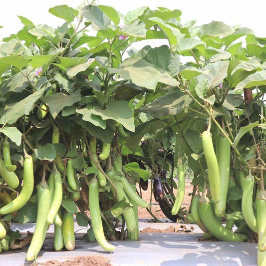 Green Brinjal (Extra Long) Hybrid Seeds