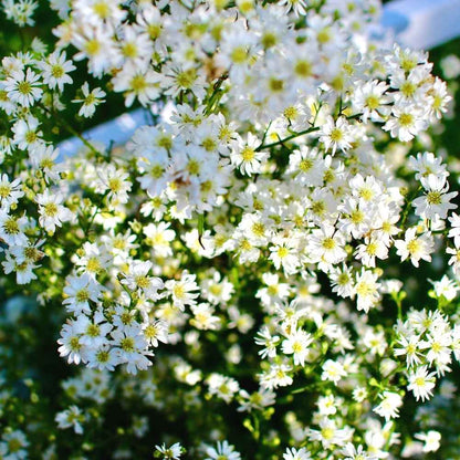 Gypsophila White Seeds