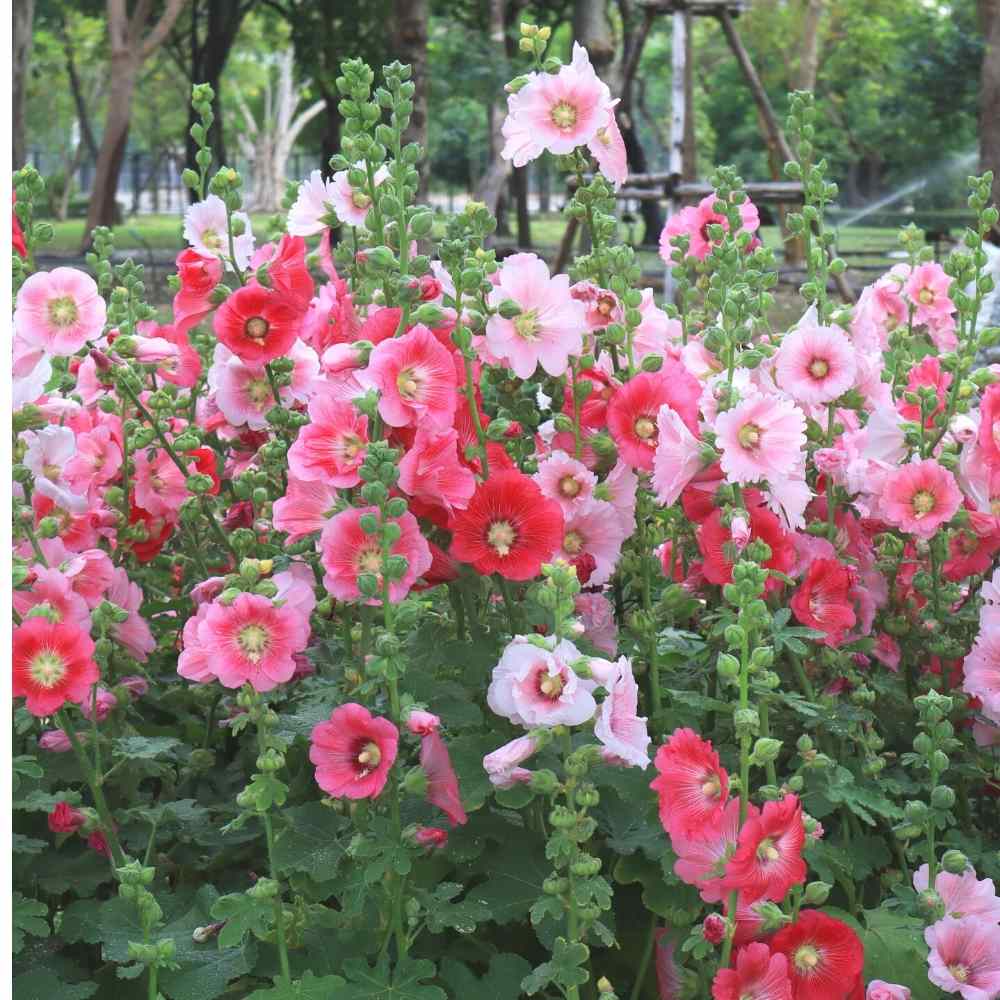 Hollyhocks Double Dwarf Seeds