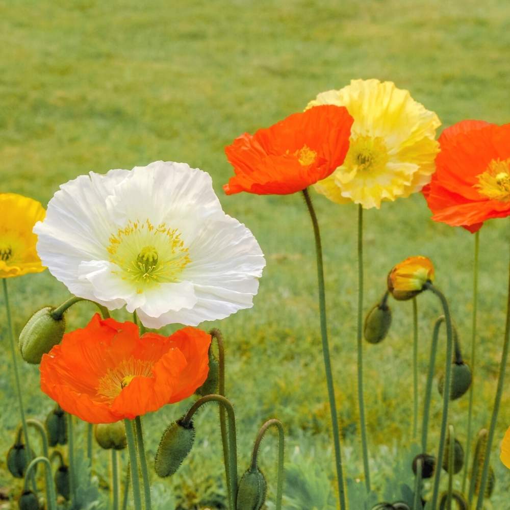 Iceland Poppy Mix Seeds