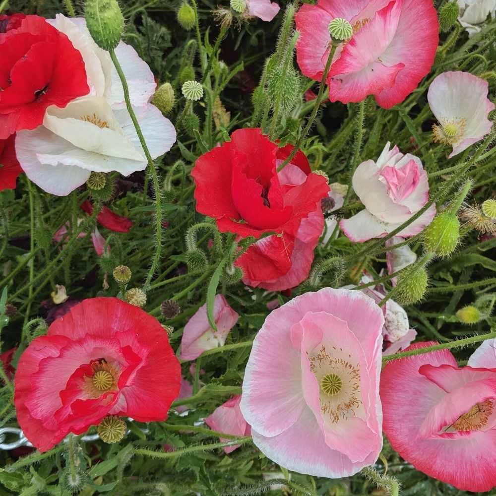 Indian Shirley Poppy Mix Seeds