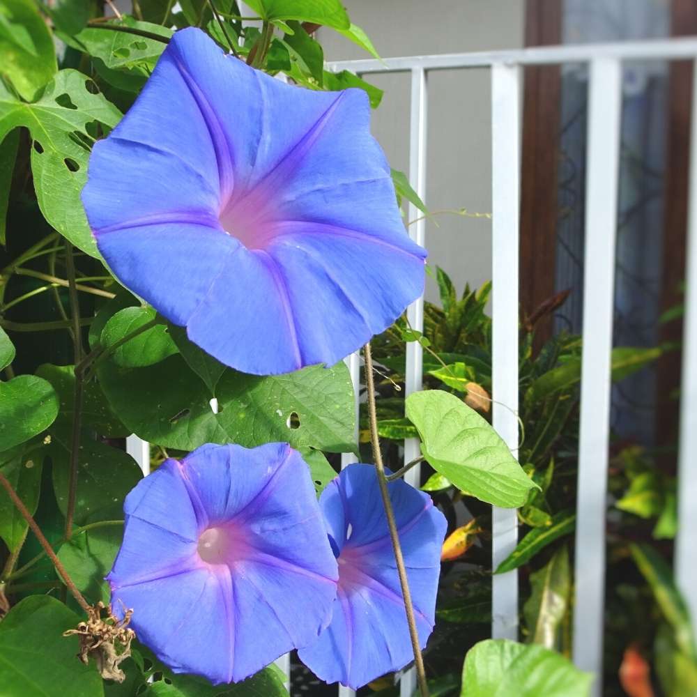Ipomoea Heavenly Blue Morning Glory Seeds