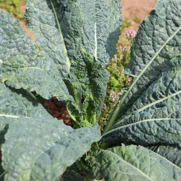 Kale Leaf Nero Seeds