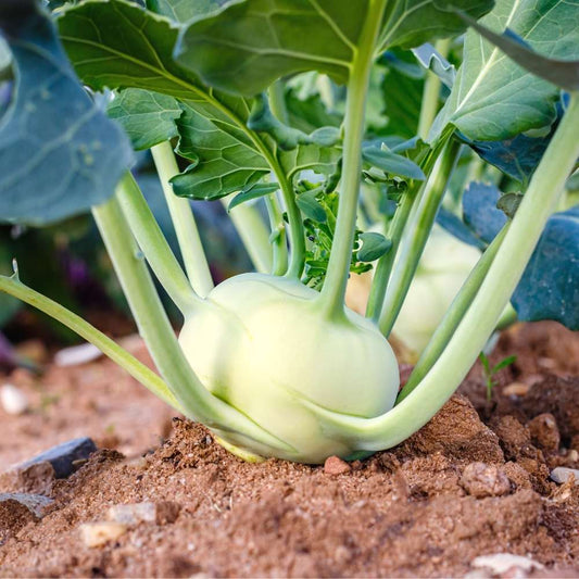 Knol Khol (kohlrabi) F1 hybrid Seeds