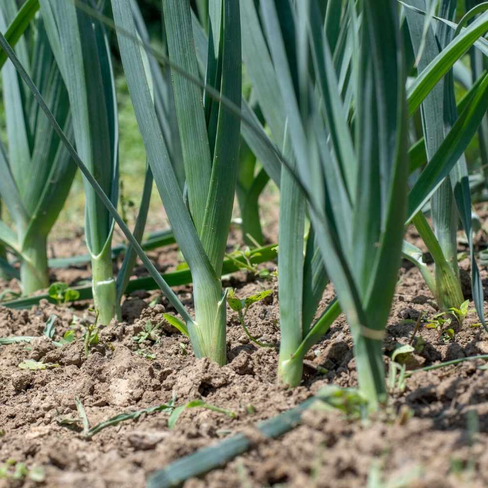 Leek Seeds