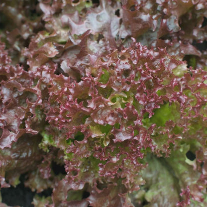 Lettuce Biscia Salad Bowl Red Seeds