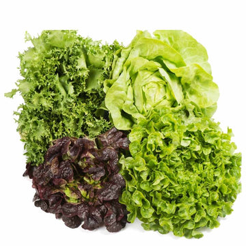 Lettuce Mixed-6 types Seeds