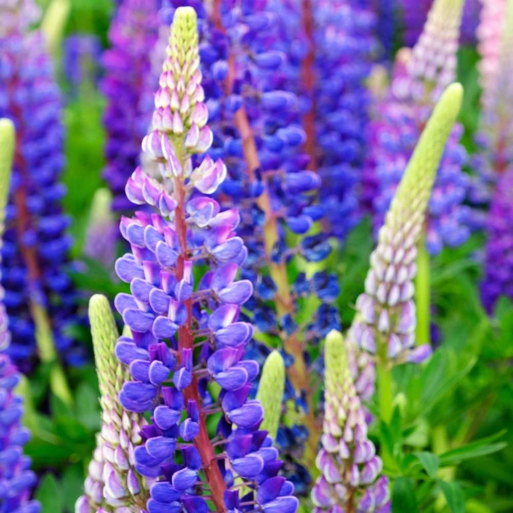 Lupin Hartwegii Giant Flowered Tall Mix Seeds