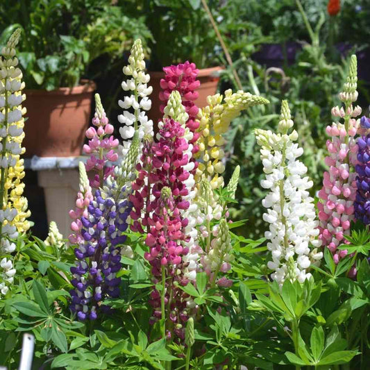 Lupin Hartwegii Pixie Mix Seeds