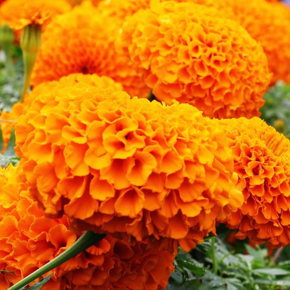 Marigold Double Dwarf Orange Seeds