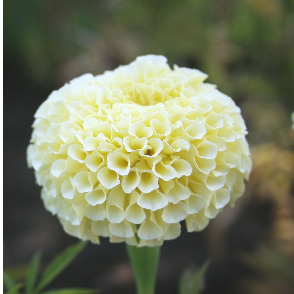 Marigold Double White Seeds