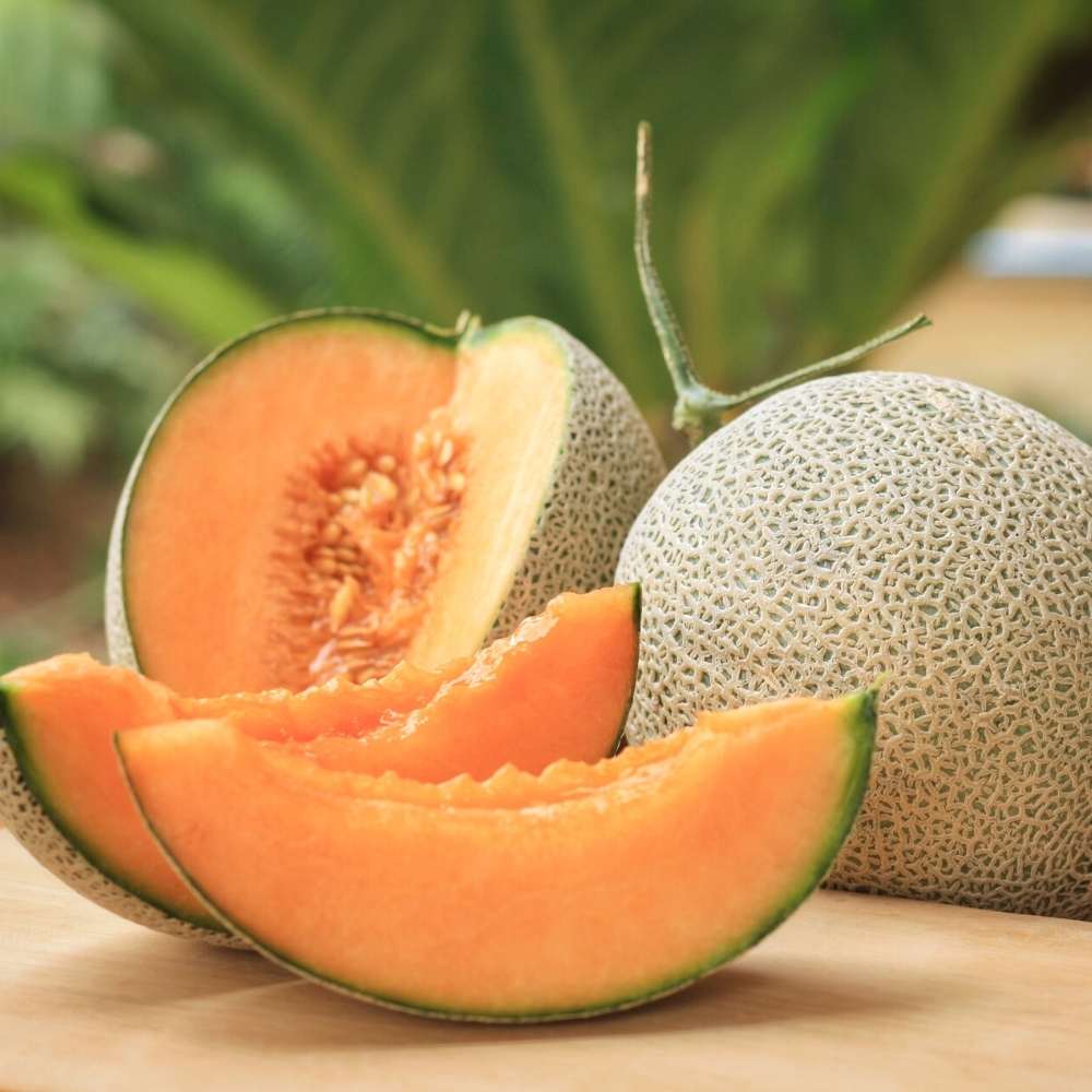 Musk Melon Hybrid Seeds
