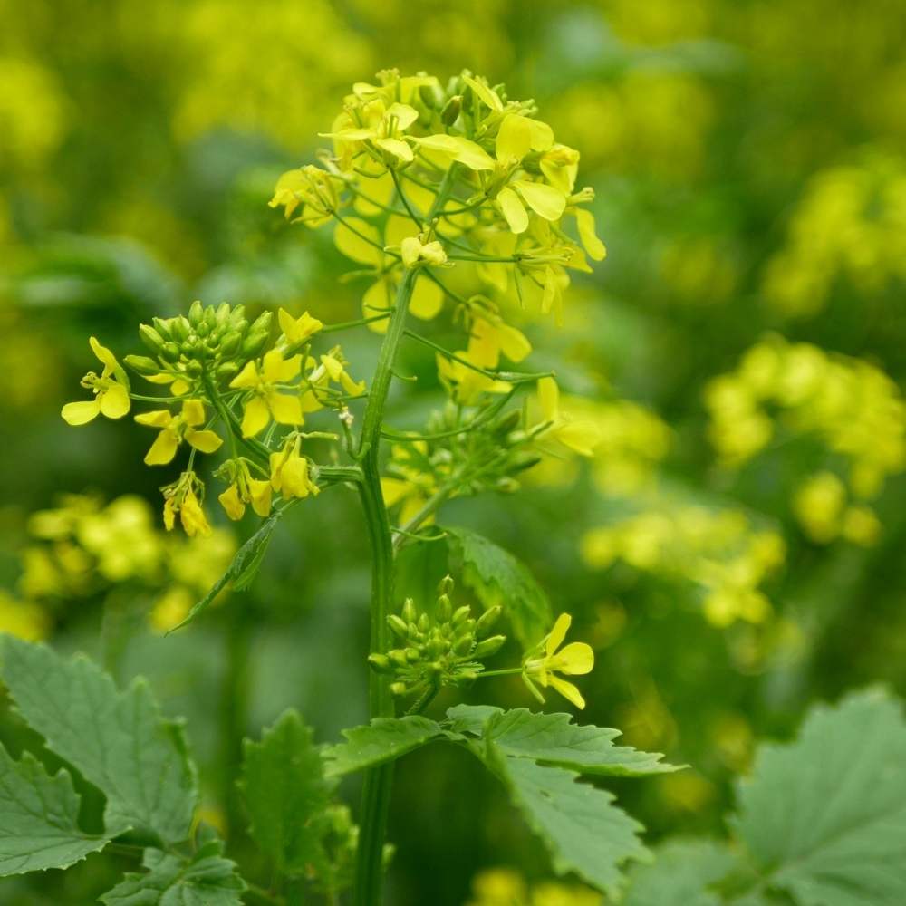 Mustard Indian Sarso Leaf Seeds